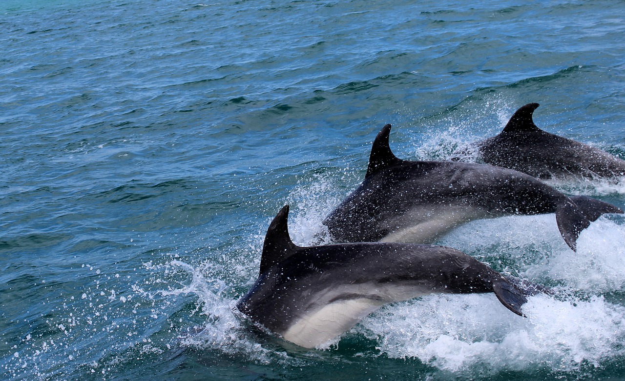 dolphins marine mammals water free photo