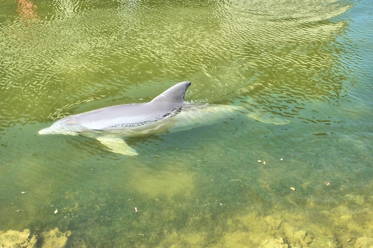 dolphins florida ocean free photo