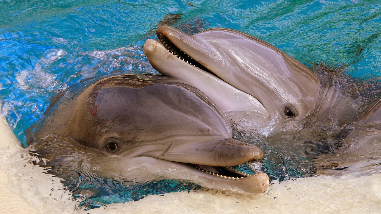 dolphins usa las vegas free photo