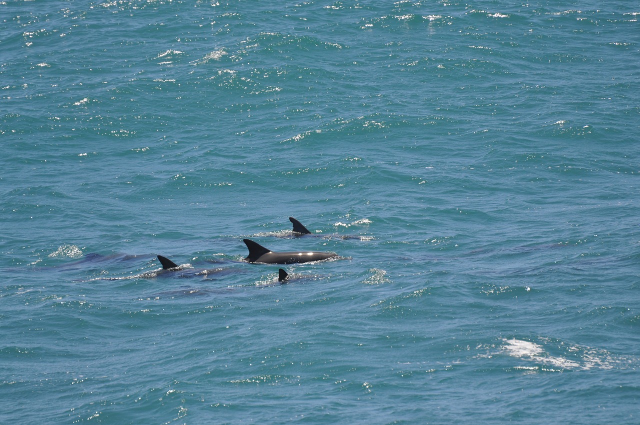 dolphins sea mammal free photo
