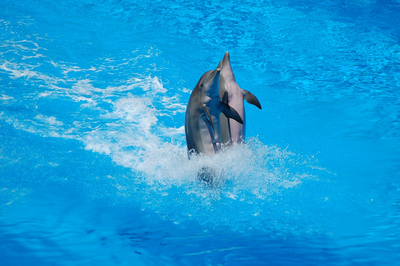 dolphins swimming body of water free photo