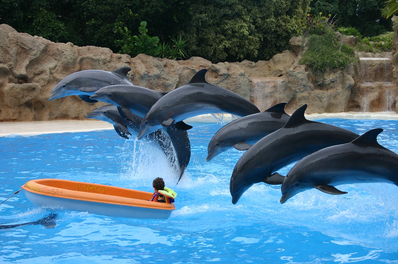 dolphins dolphin holiday free photo