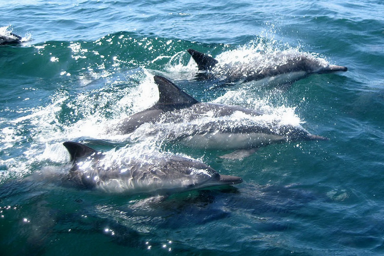 dolphins swimming water free photo