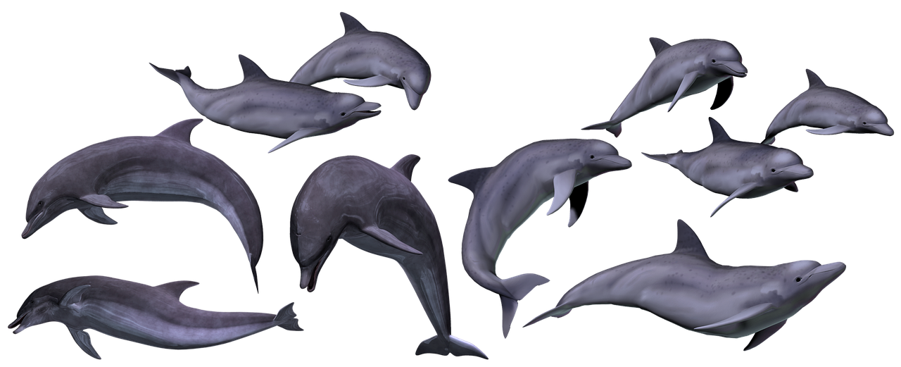 dolphins  marine  sea free photo