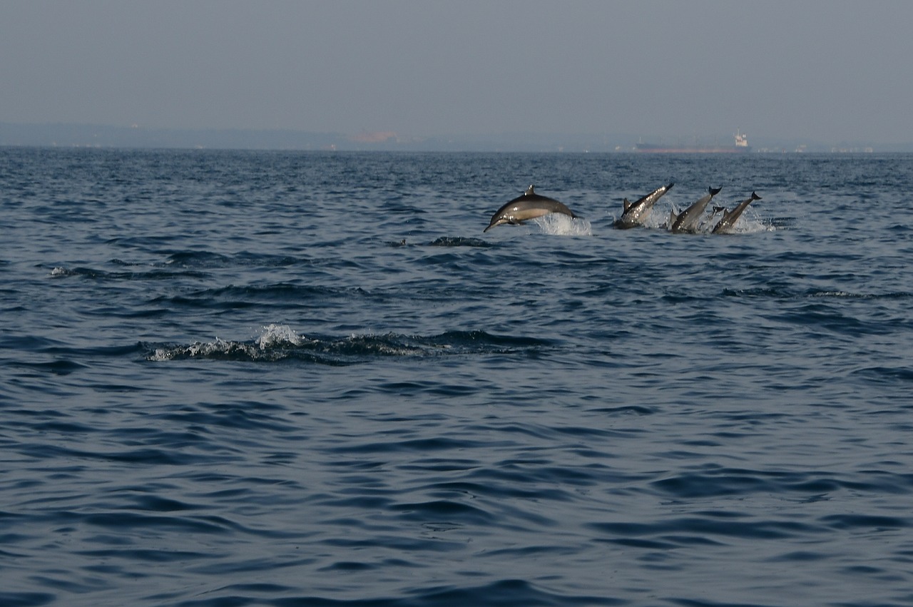 dolphins  jump  sea free photo