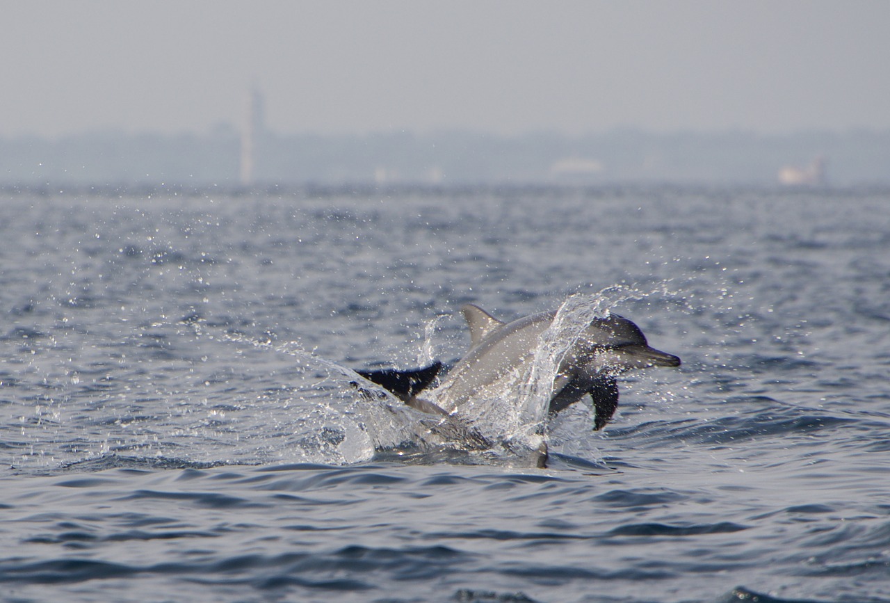 dolphins  dolphin  jump free photo