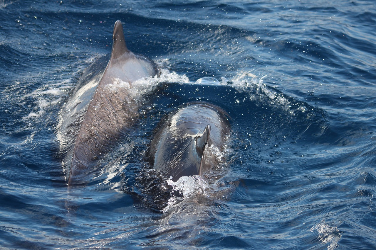 dolphins  tenerife  canary islands free photo