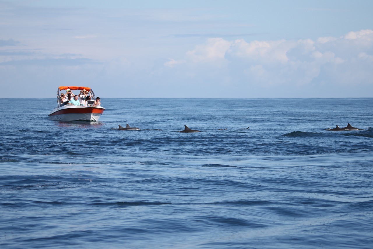 dolphins  sea  ocean free photo