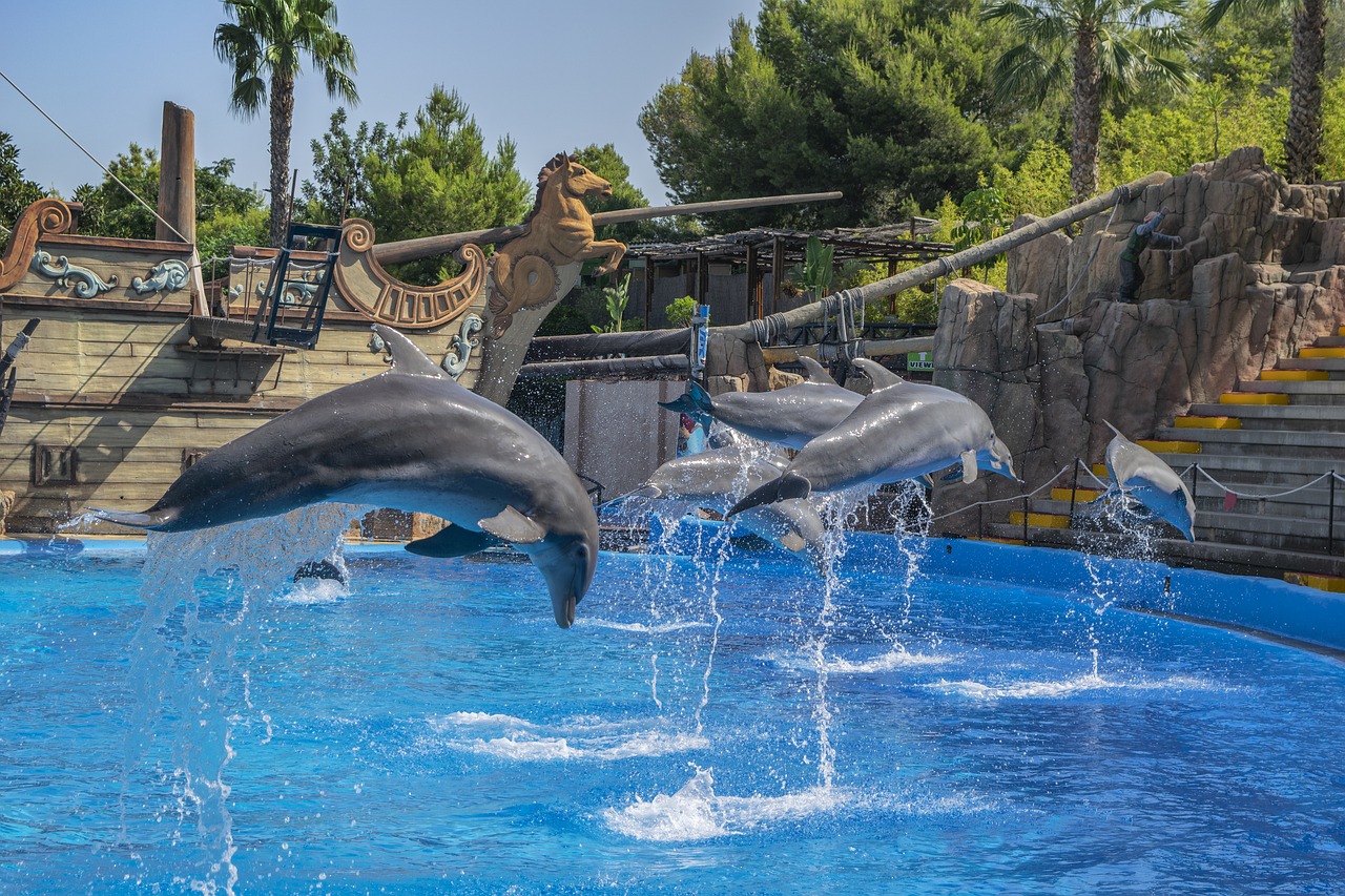dolphins  water  jump free photo