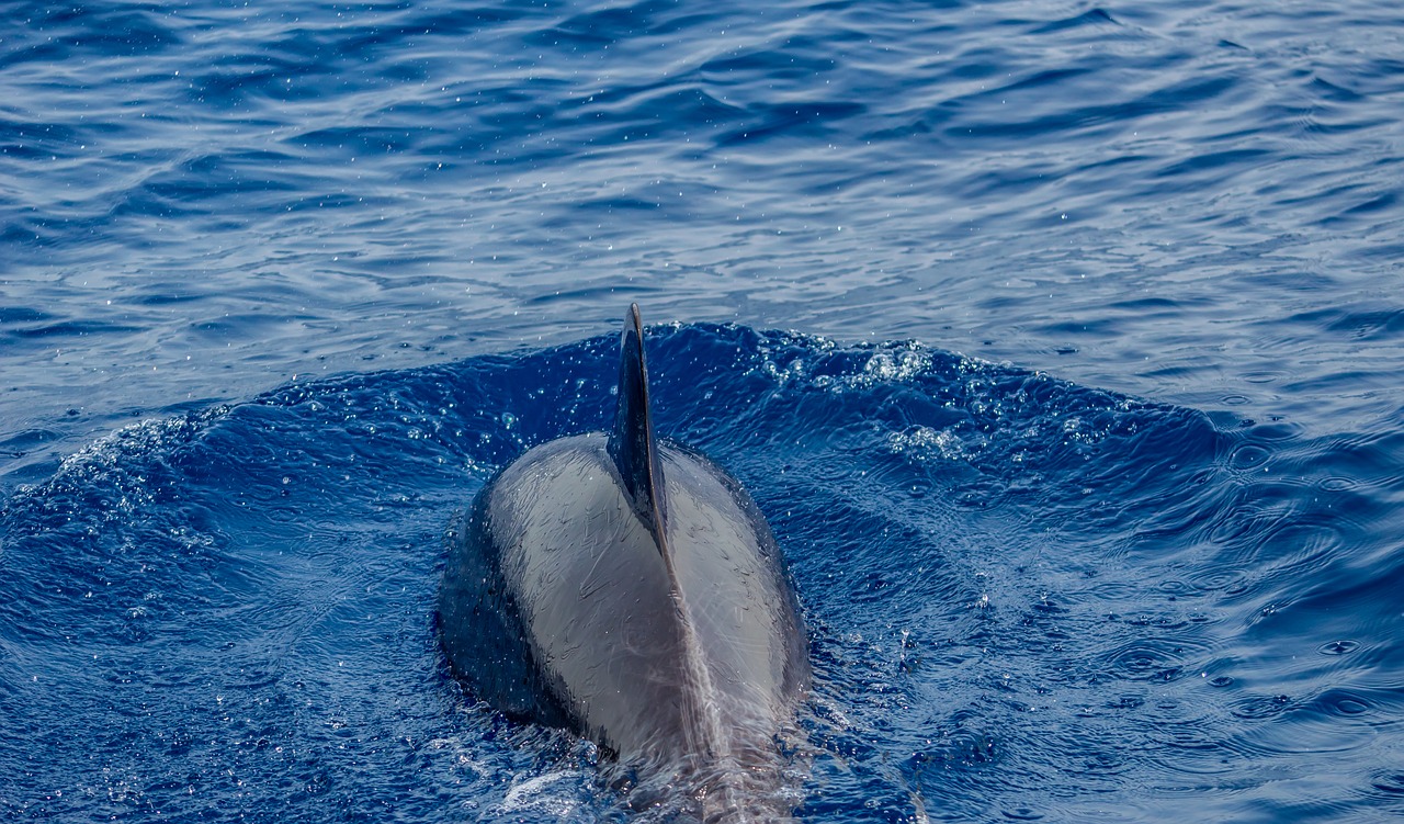 dolphins  ocean  mammal free photo