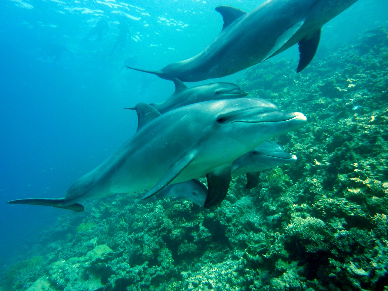 dolphins marine mammals diving free photo
