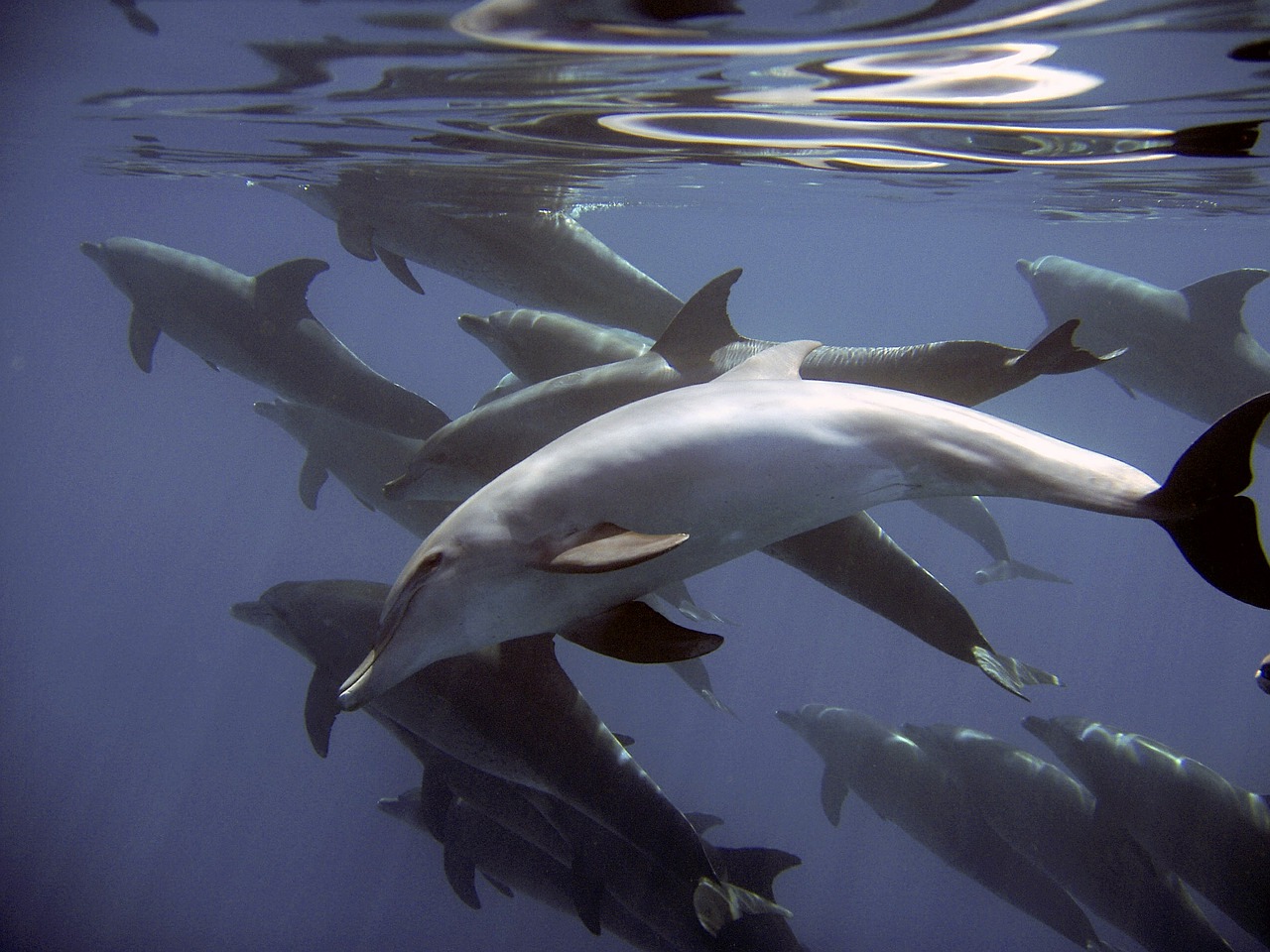 dolphins fish mammals free photo