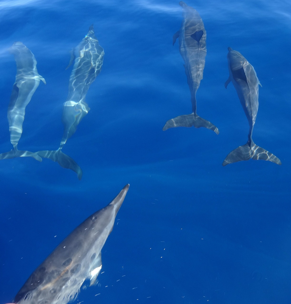 dolphins fish sea free photo