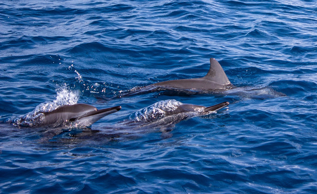 dolphins  blue sea  open water free photo