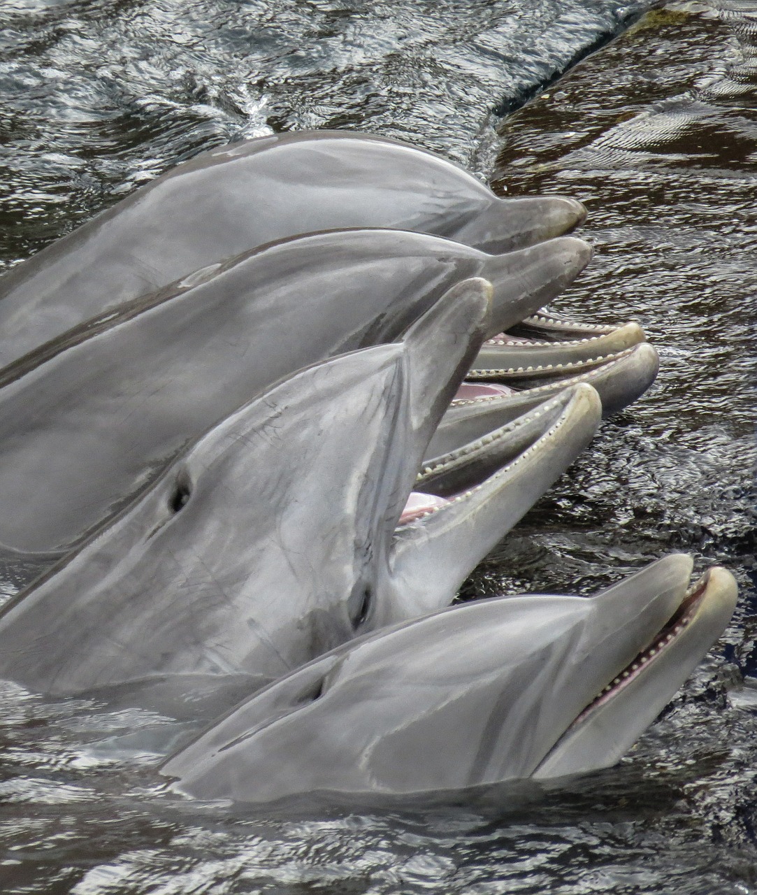 dolphins mammal sea free photo