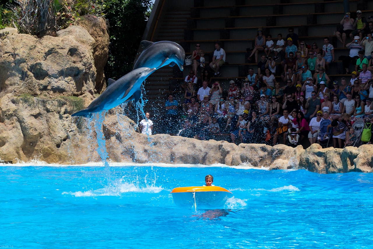 dolphins dolphin show demonstration free photo