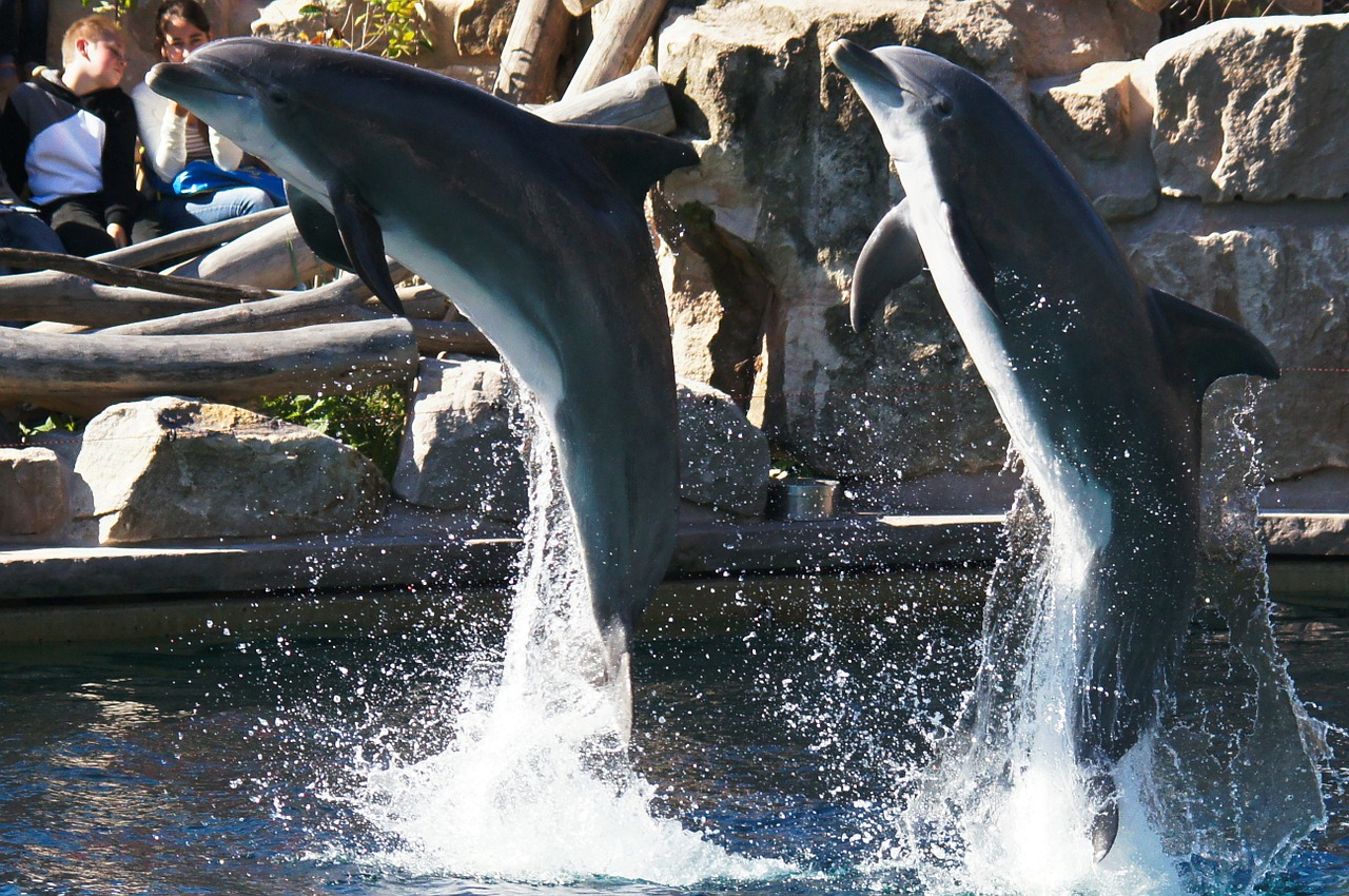 dolphins animals nature free photo