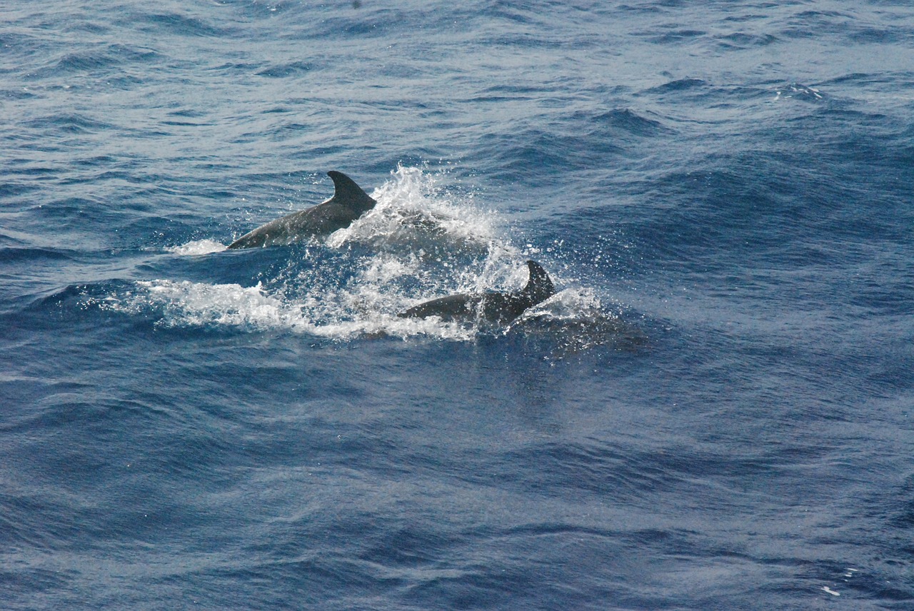 dolphins mammal dolphin free photo