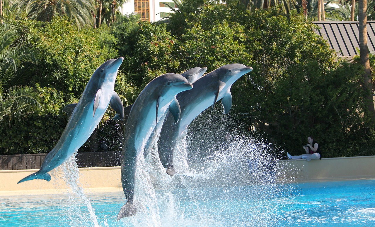 dolphins show jumping free photo