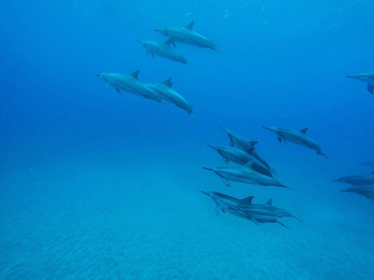 dolphins underwater ocean free photo
