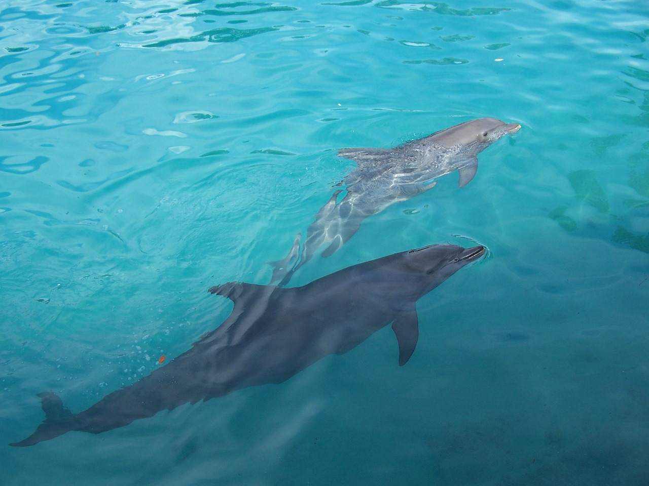 dolphins water underwater free photo