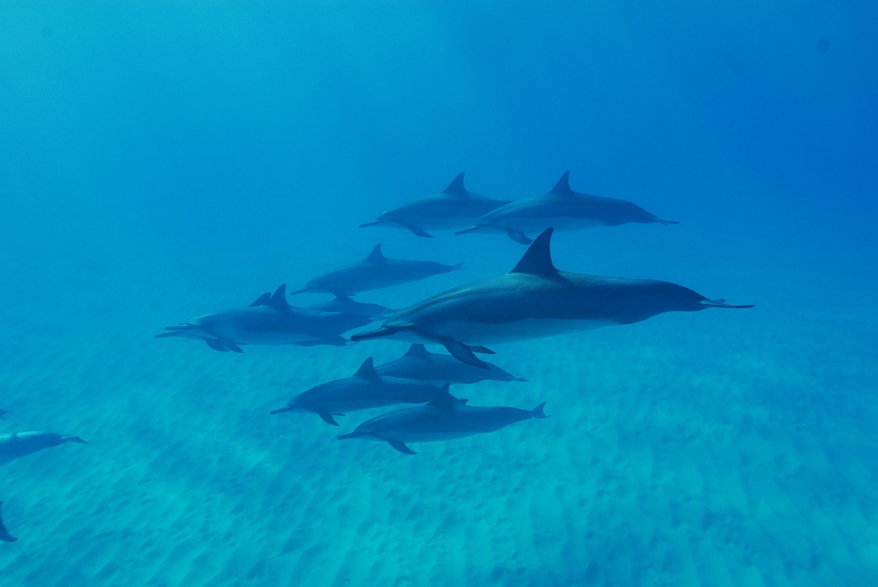 dolphins ocean hawaii free photo