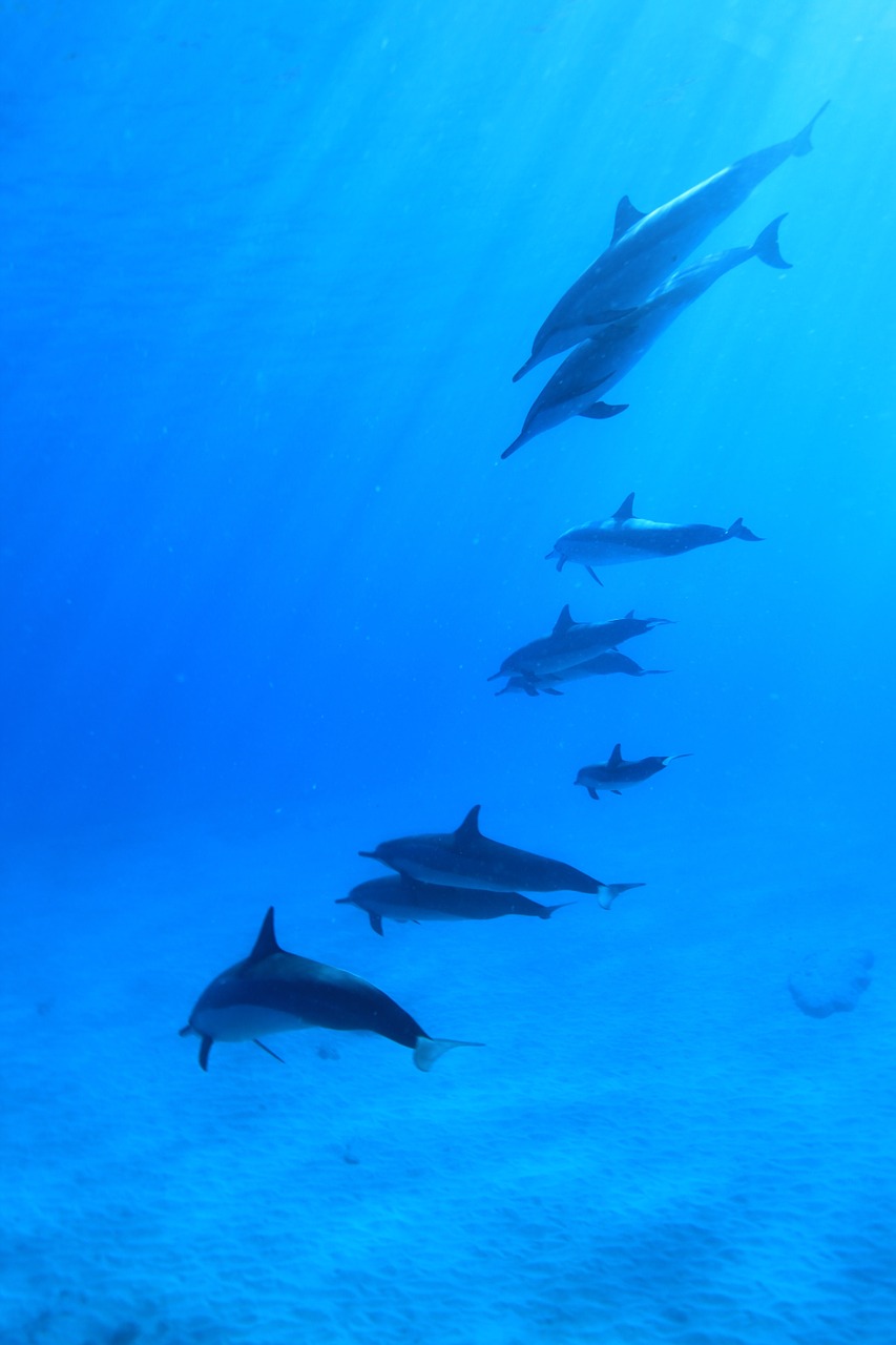 dolphins underwater scuba free photo