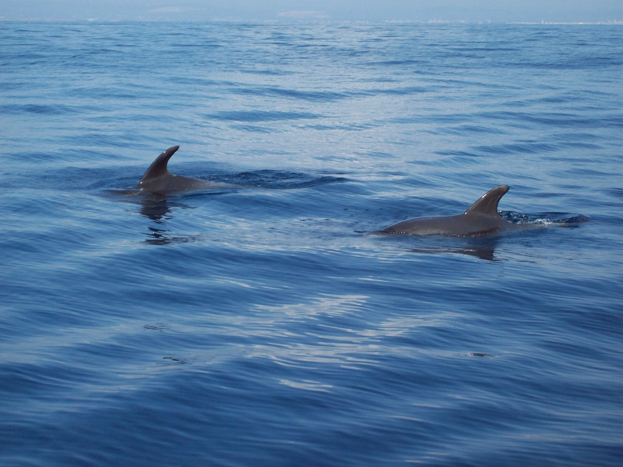 dolphins sea sea animal free photo