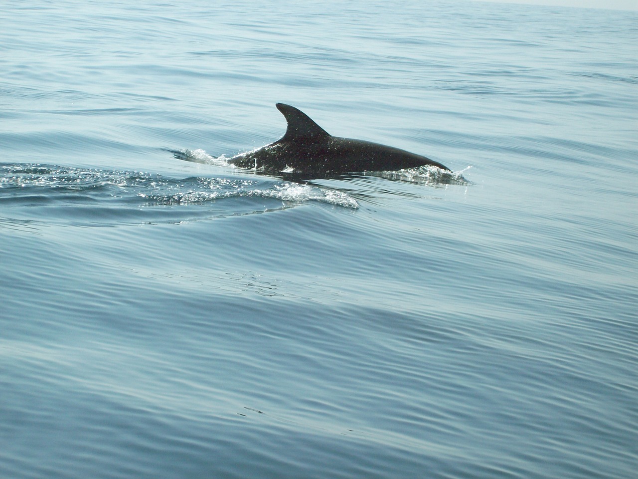dolphins meeresbewohner pinball free photo