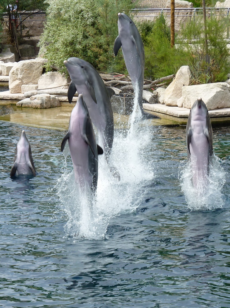 dolphins animal marine mammals free photo