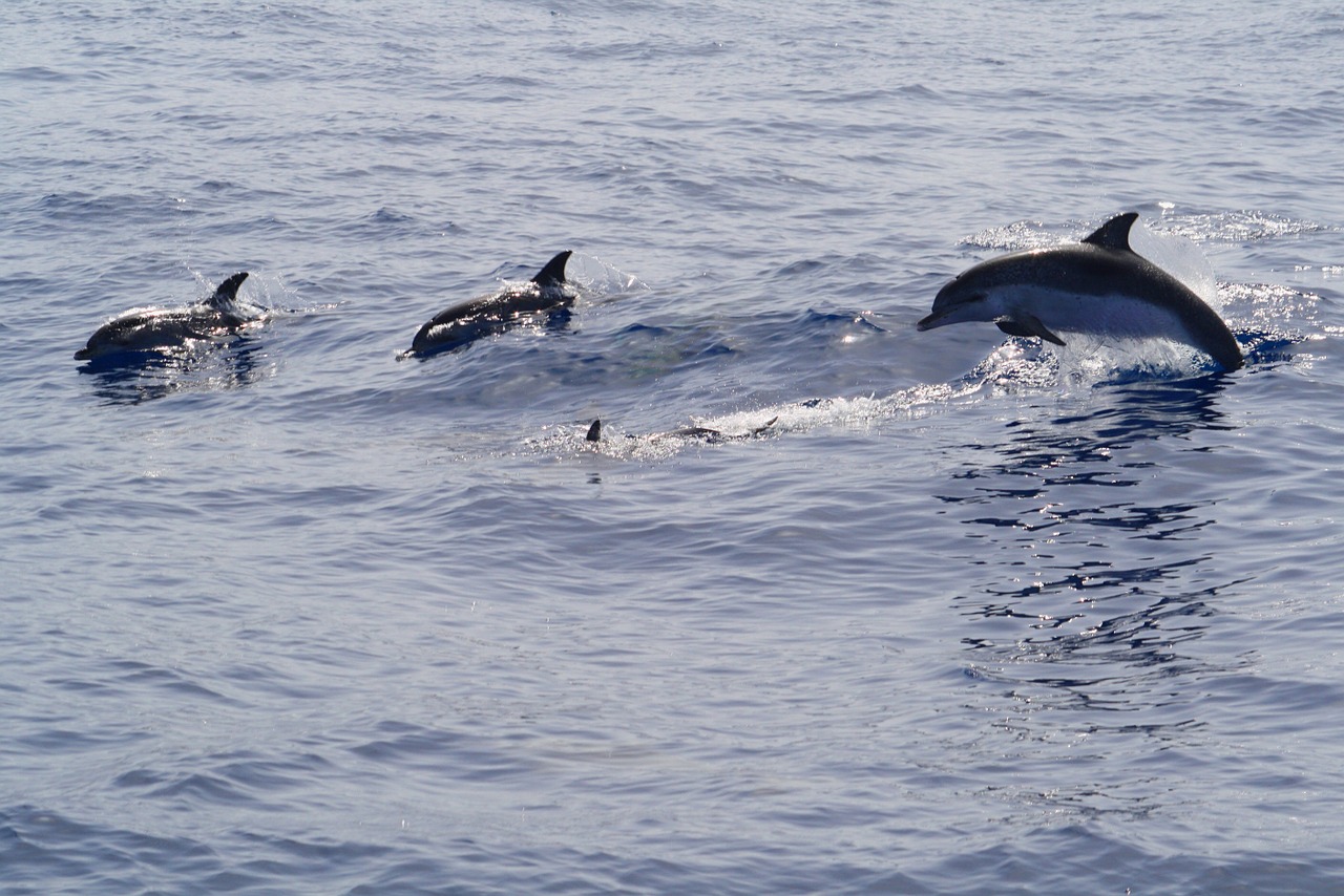 dolphins meeresbewohner marine mammals free photo