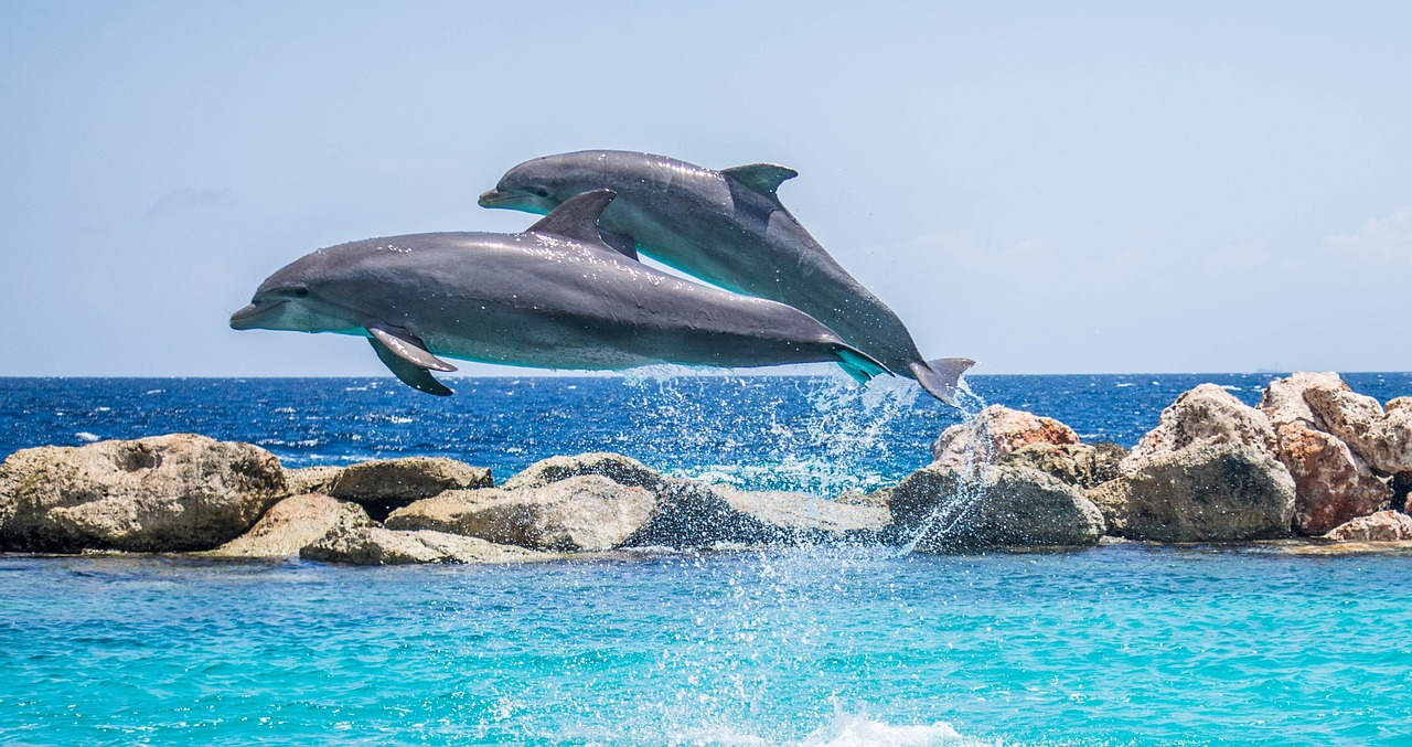 dolphins aquarium jumping free photo