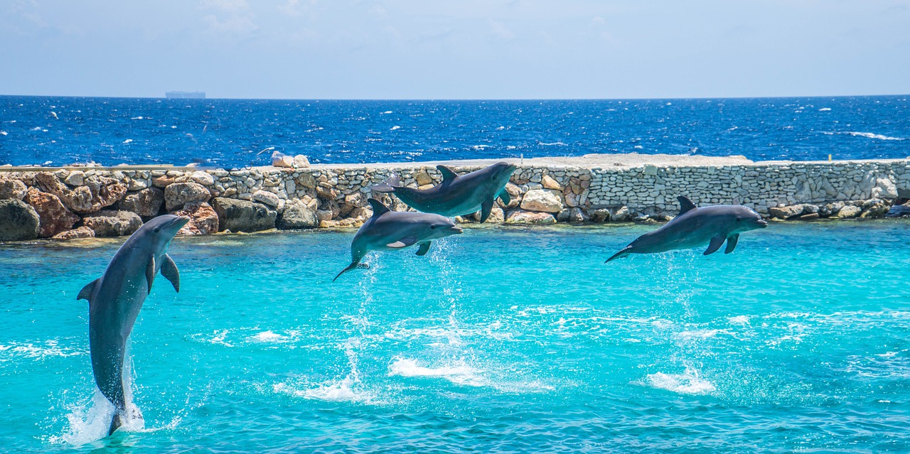 dolphins jumping stunt free photo