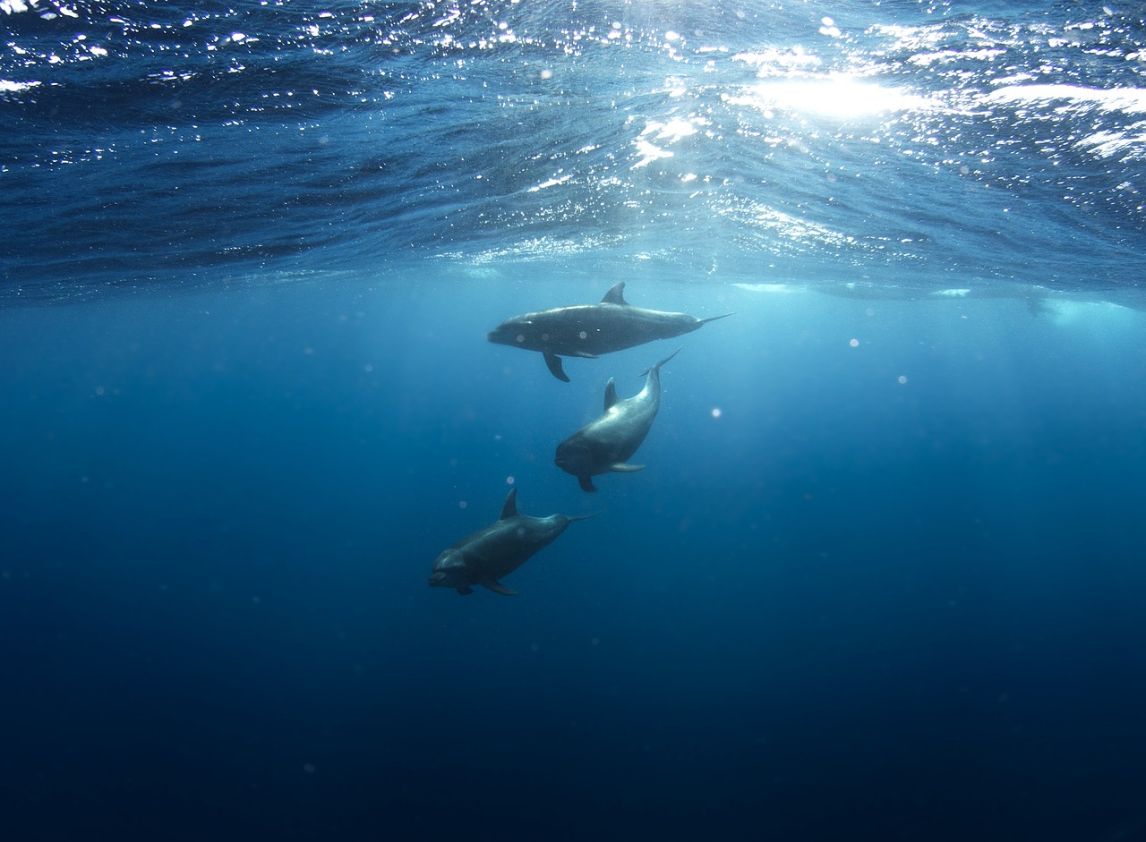 dolphins underwater animals free photo