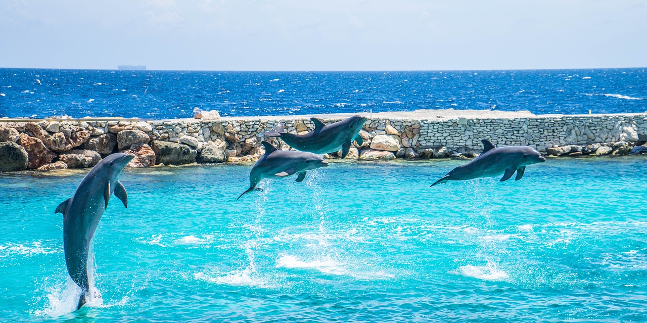 dolphins jumping stunt free photo