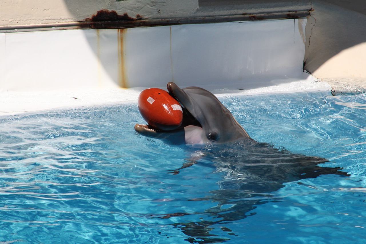 dolphins marine mammals dolphin free photo