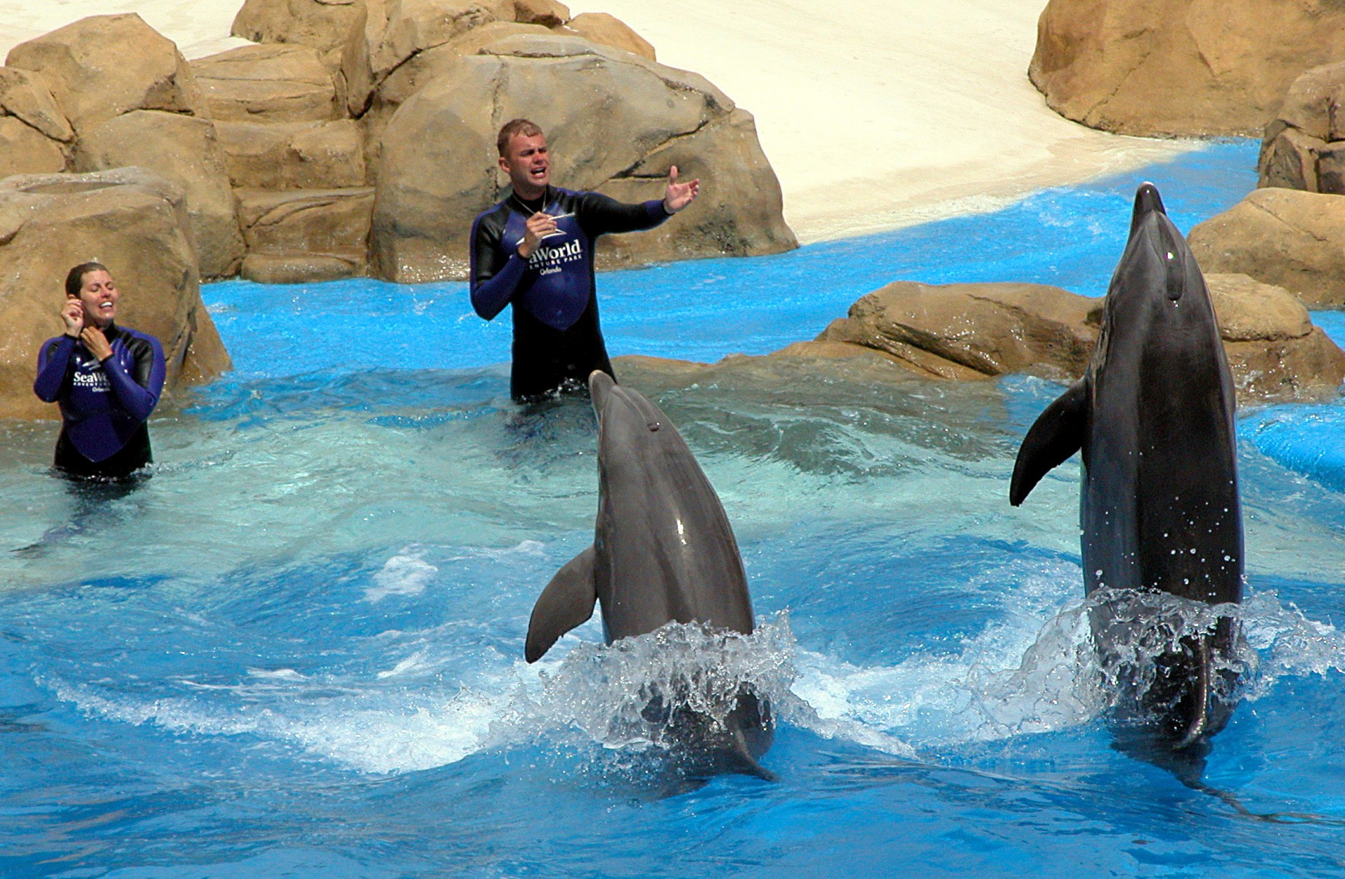 dolphins entertainment jumping free photo