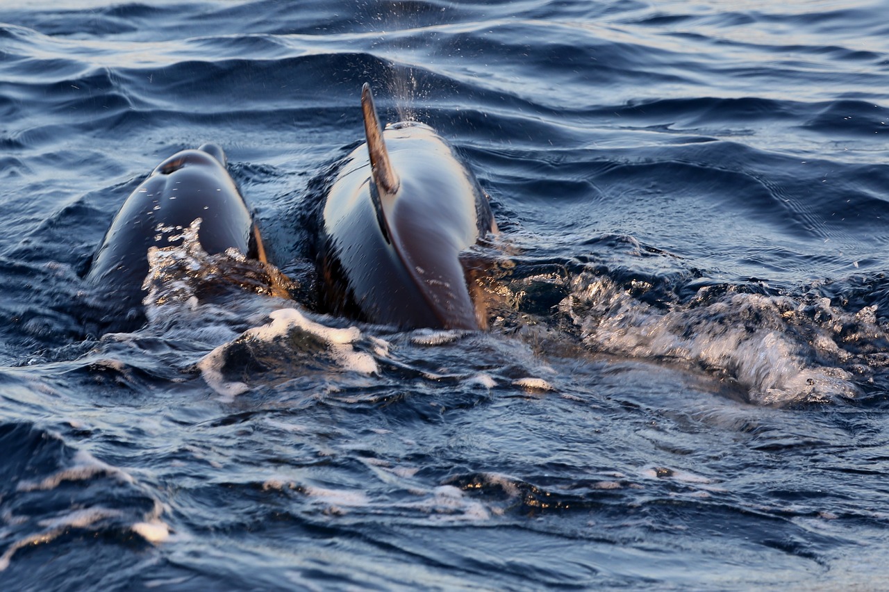 dolphins in the mating water splash dolphin sea free photo