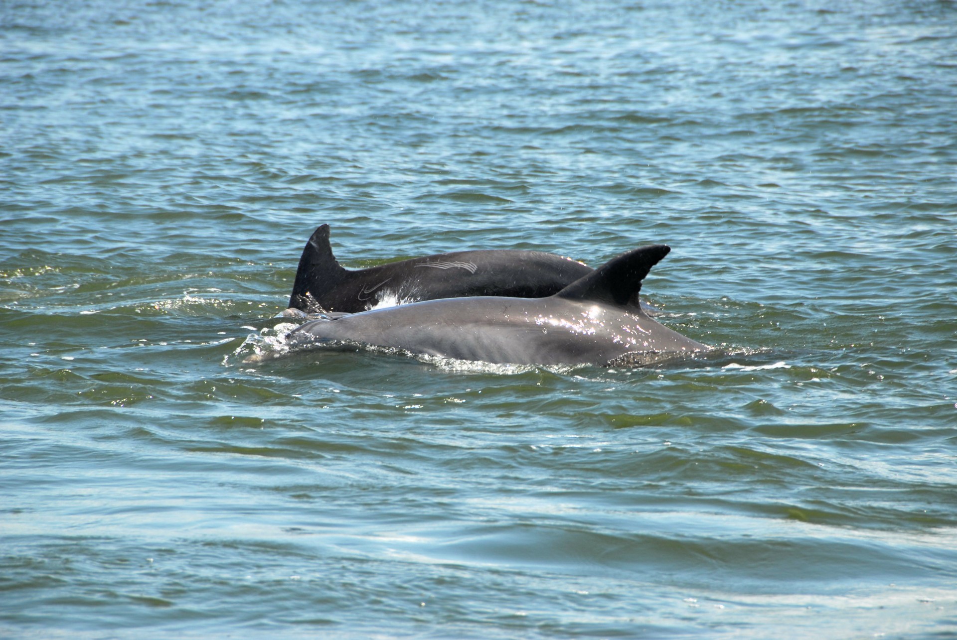 dolphin sea whales free photo