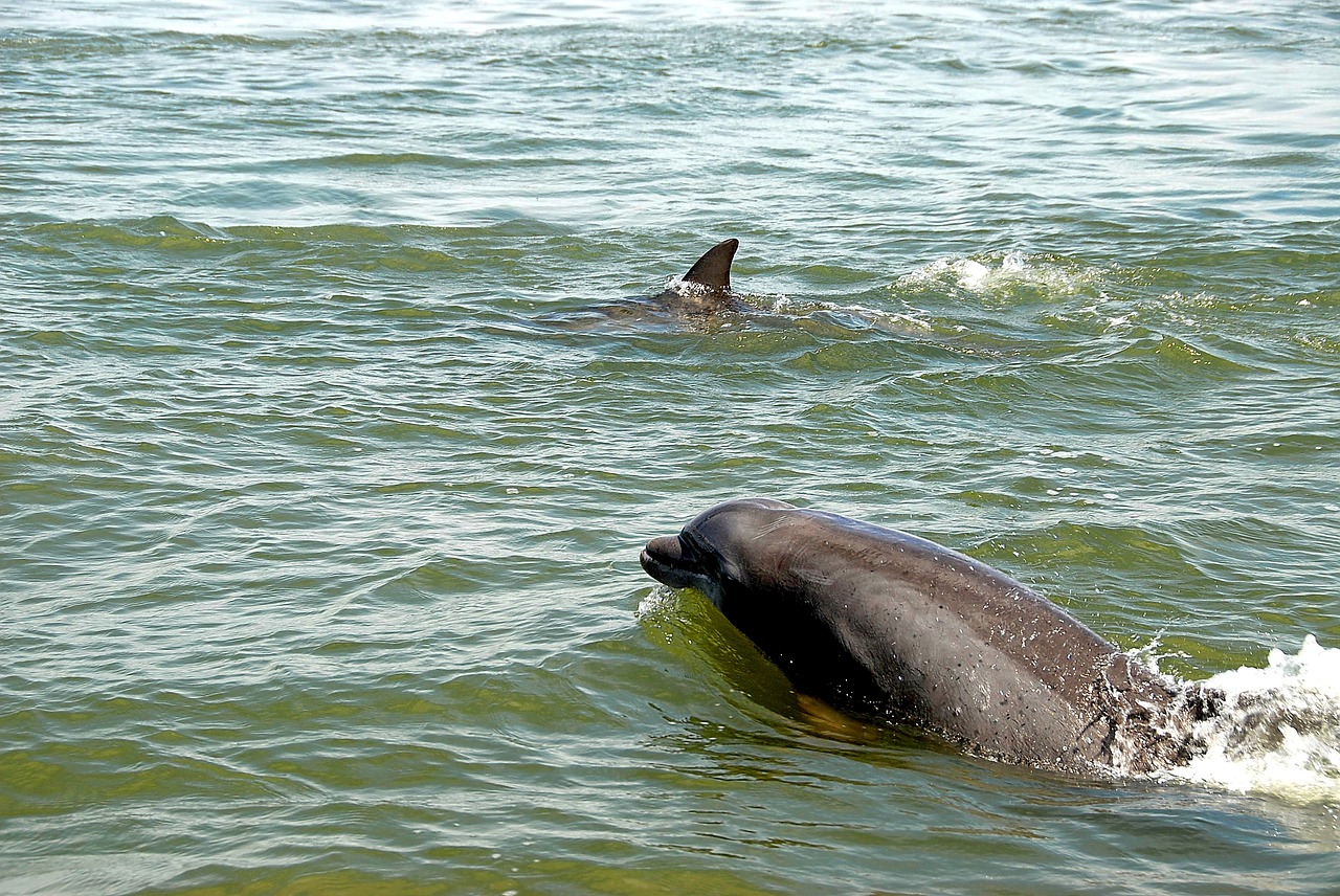 dolphins in the wild wildlife dolphin free photo