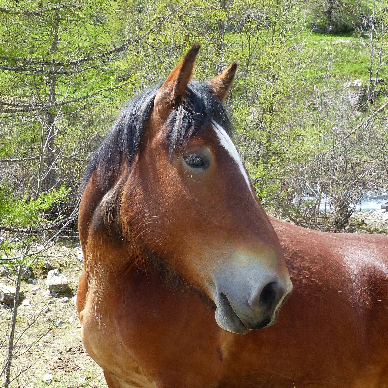 domestic animal horse head free photo