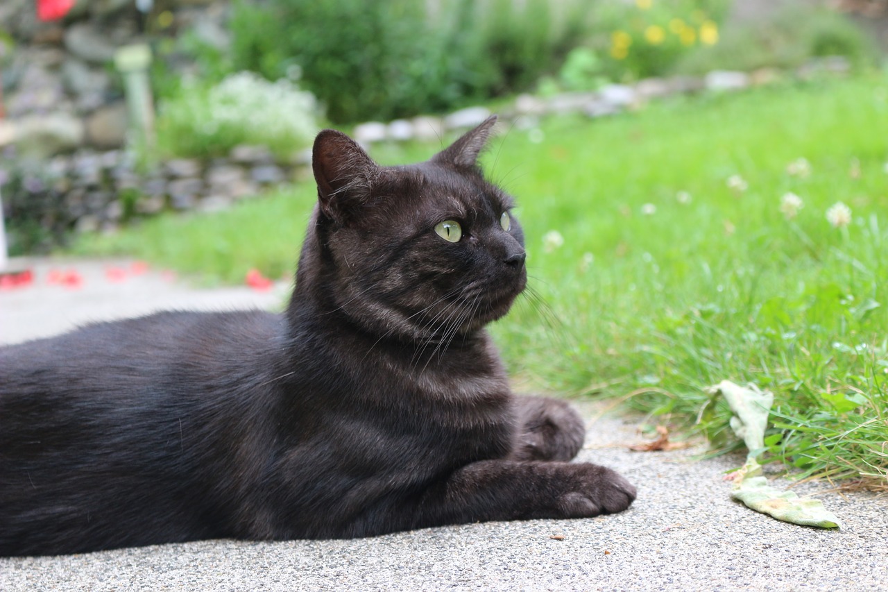 domestic animal feline cat lying free photo