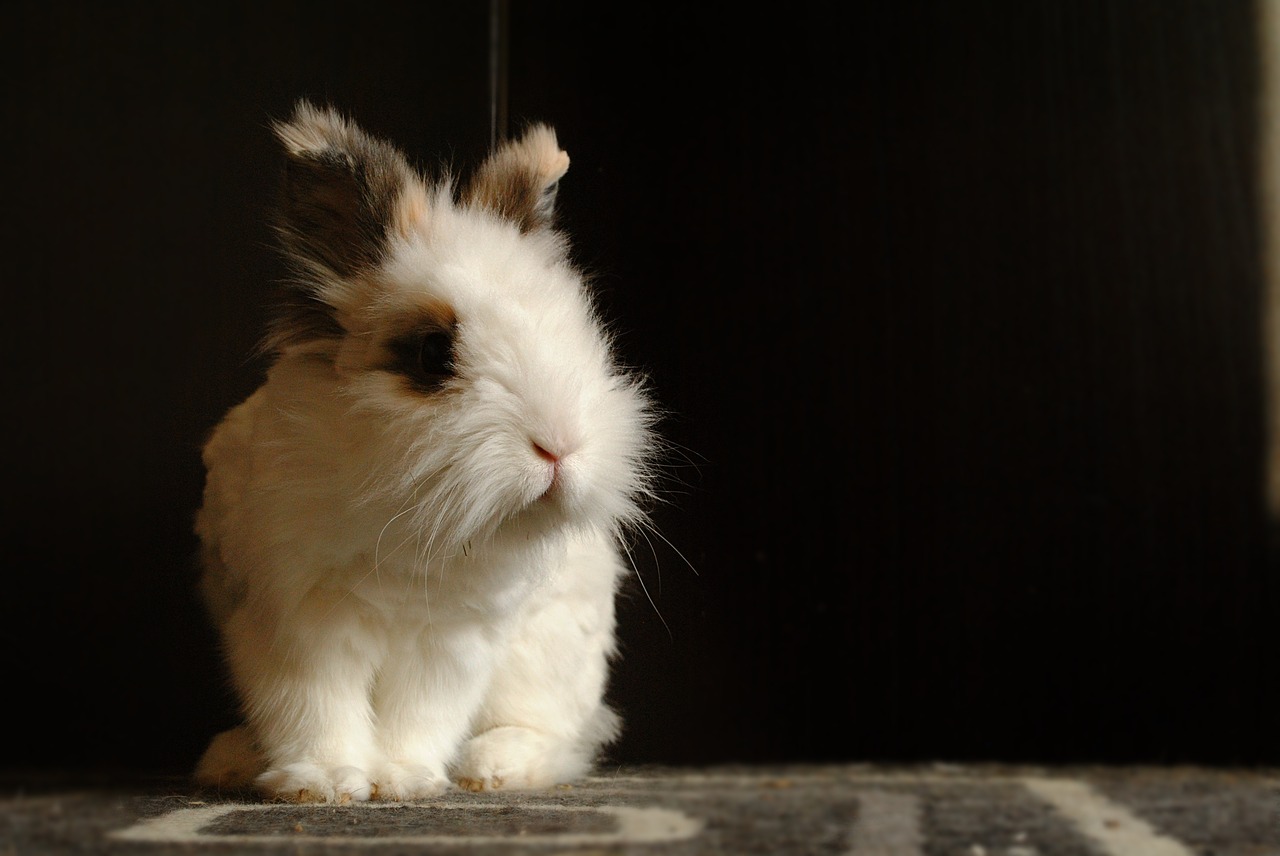 domestic animal rabbit laid free photo