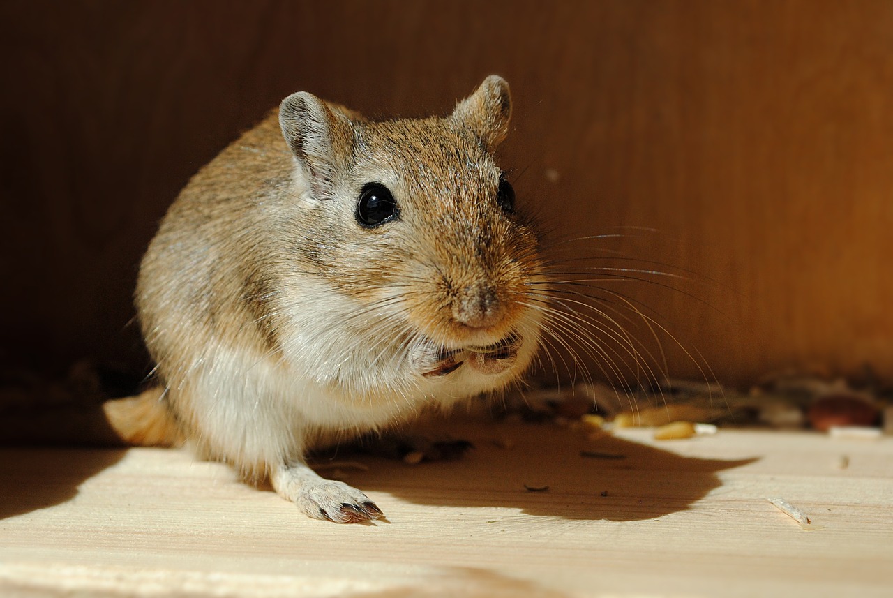 domestic animal rodent gerbil free photo