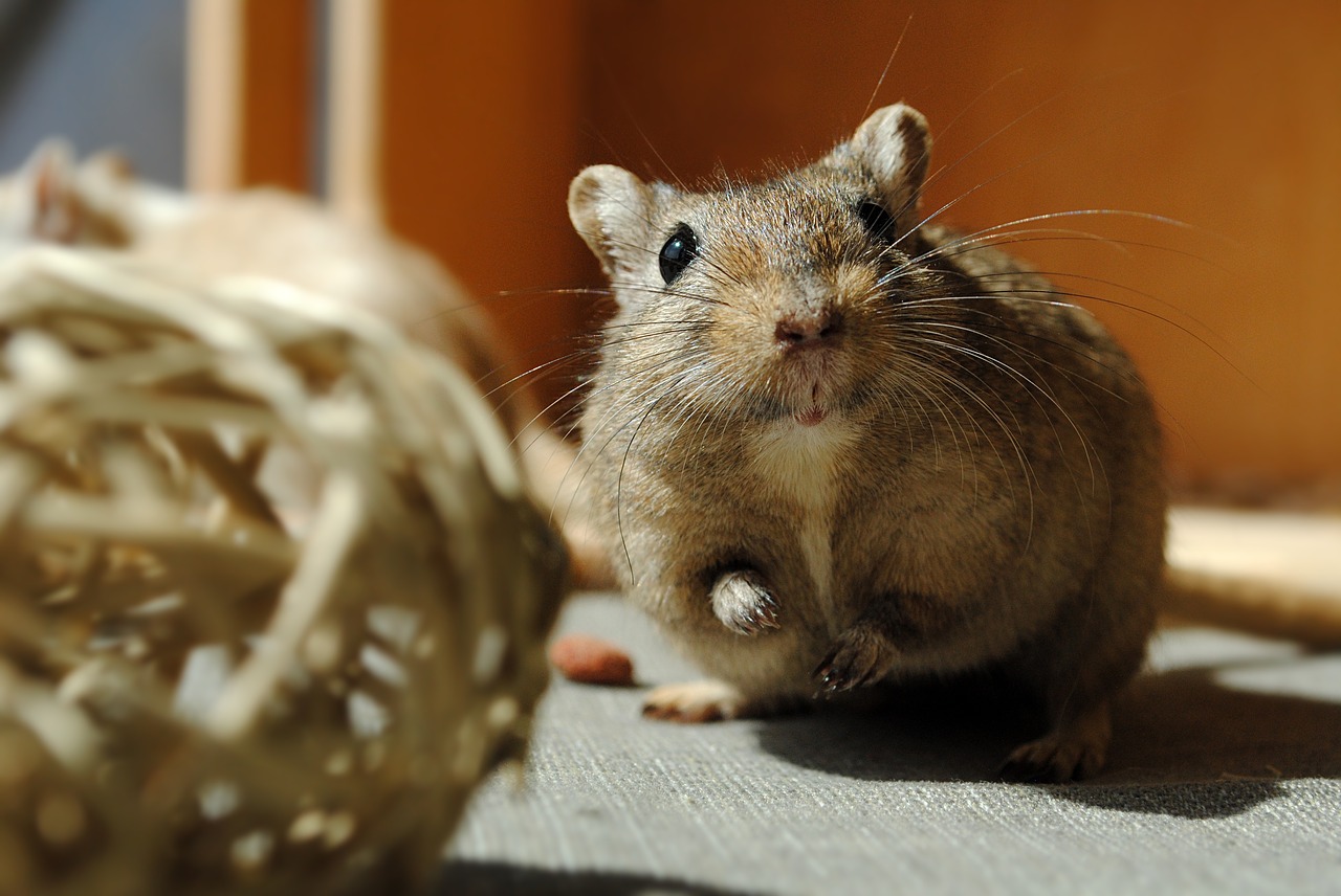 domestic animal rodent gerbil free photo