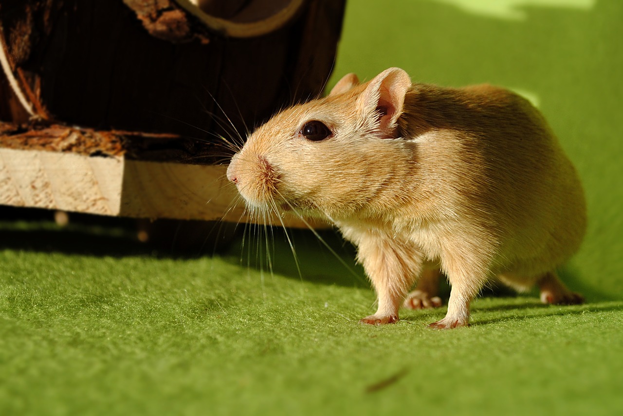 domestic animal rodent gerbil free photo