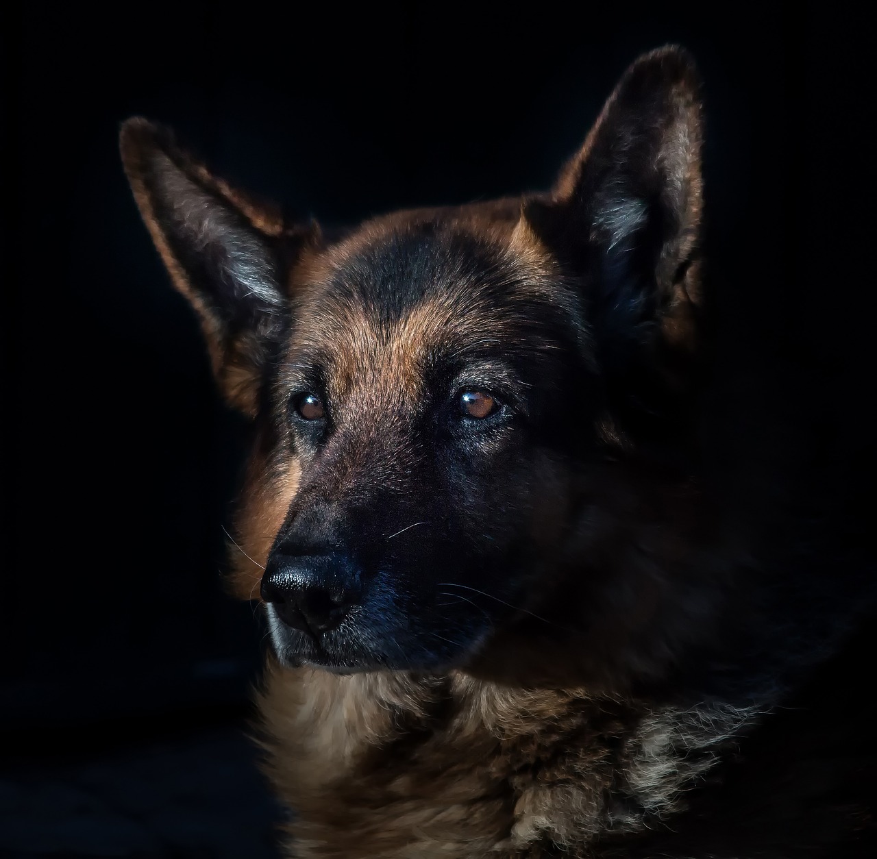 german shepherd domestic animal dog head free photo