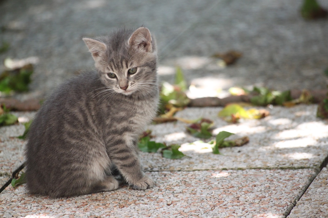 domestic animal  kitten  tabby free photo