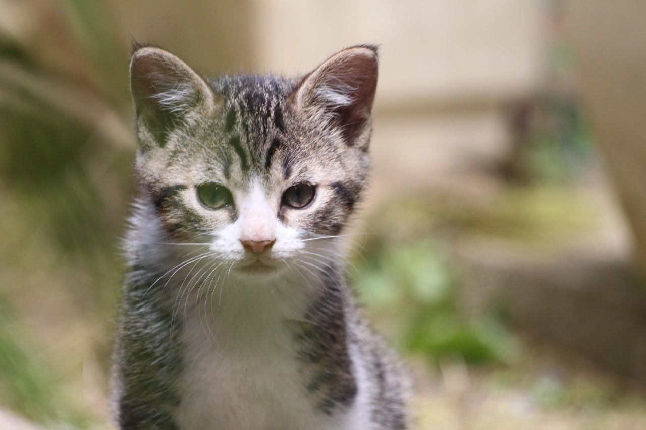 domestic animal  kitten  european cat free photo