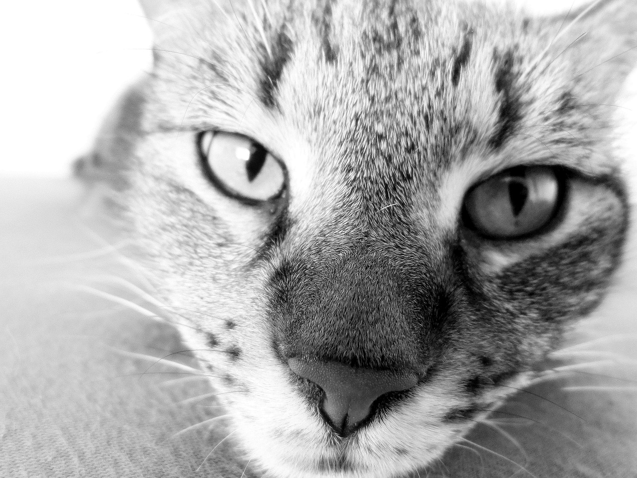 domestic cat cat nose free photo